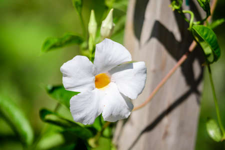 Close up of one delicate white flower of Mandevilla plant, commonly known as rocktrumpet, in a pot in direct sun light in a sunny summer day, beautiful outdoor floral backgroundの写真素材