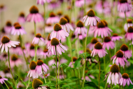 Vivid vivid pink delicate echinacea flowers in soft focus in a garden in a sunny summer day