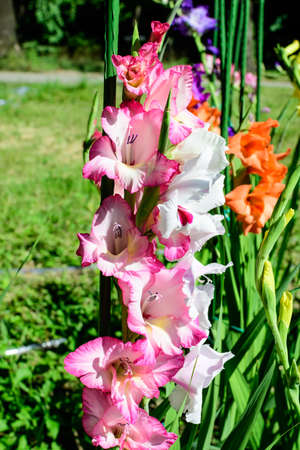 Close up of many delicate vivid pink Gladiolus flowers in full bloom in a garden in a sunny summer dayの写真素材