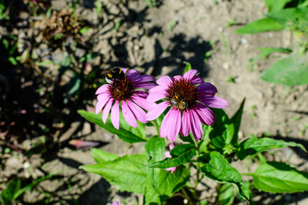 Delicate pink echinacea flowers in soft focus in an organic herbs garden in a sunny summer day