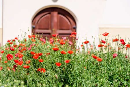 Close up of many red poppy flowers and blurred green leaves in a British cottage style garden in a sunny summer day, beautiful outdoor floral background photographed with soft focusの写真素材