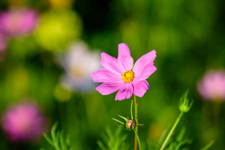 Close up of one delicate vivid pink magenta flower of Cosmos plant in a British cottage style garden in a sunny summer day, beautiful outdoor floral background photographed with soft focusの写真素材