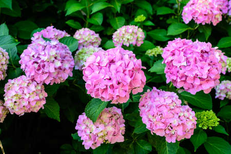 Magenta pink hydrangea macrophylla or hortensia shrub in full bloom in a flower pot, with fresh green leaves in the background, in a garden in a sunny summer dayの写真素材