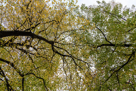 Trees with green and yellow leaves, view from below toward white sky