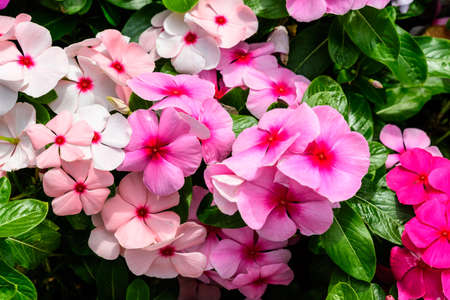 Large mixed group of Impatiens walleriana flowers in a sunny summer garden, on different pink hues in soft focusの素材 [FY310154539078]