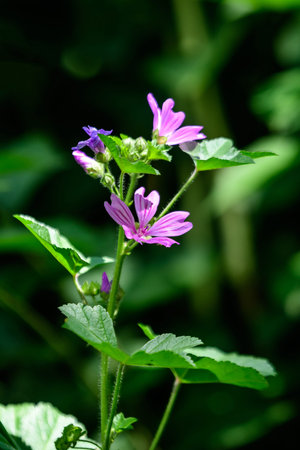 Many delicate pink magenta flowers of Althaea officinalis plant, commonly known as marsh-mallow in a...