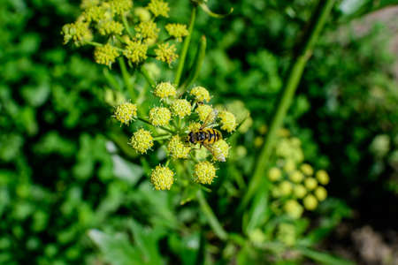 Close up of many green flowers of Apium graveolens plant, commonly know as celery in a herbs garden in a sunny summer day, background photographed with soft focusの写真素材