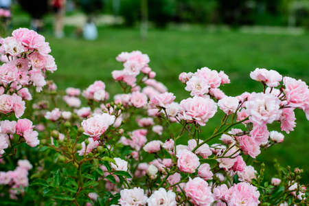 Large green bush with fresh vivid pink roses, smaller blooms and green leaves in a garden in a sunny summer day, beautiful outdoor floral background photographed with soft focusの写真素材
