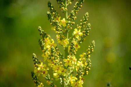 Vivid yellow flowers of Verbascum densiflorum plant, commonly known as dense flowered mullein, in a...