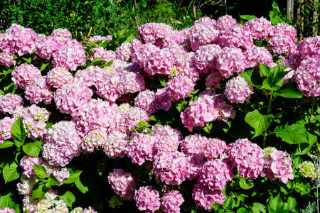 Magenta pink hydrangea macrophylla or hortensia shrub in full bloom in a flower pot, with fresh green leaves in the background, in a garden in a sunny summer dayの写真素材