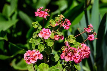Group of vivid pink Pelargonium flowers (commonly known as geraniums, pelargoniums or storksbills) and fresh green leaves in a pot in a garden in a sunny spring day, multicolor natural texturegeraniums, pelargoniums, storksbills, season, botany, spring, spring time, spring flowers, spring garden, garden, garden photography, outdoors, outdoor, outside, park, floral, background, botanical garden, botanical, botanical gardens, nature, green, fresh, leaves, textured, floral background, natural, pattern, texture, background texture, flower, pink, pink flowers, pink flower, plant, flora,  bloom, blossom, summer, beauty, beautiful, purple, color, leaf, gardening, colorful, petal, bloomingの写真素材