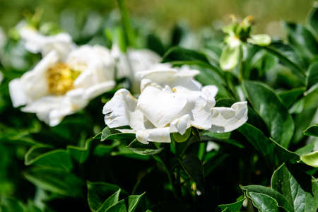 Bush with one large delicate white peony flowers in a British cottage style garden in a sunny spring day, beautiful outdoor floral background photographed with selective focusの写真素材