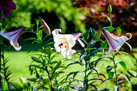 White flowers of Lilium regale plant, known as regal, royal or king's lily in a British cottage style garden in a sunny summer day, beautiful outdoor floral background photographed with soft focusの写真素材