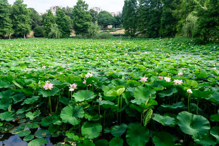Many vivid pink and white water lily flowers (Nymphaeaceae) in full bloom and green leaves on a water surface in a summer garden, beautiful outdoor floral background photographed with soft focusのeditorial素材