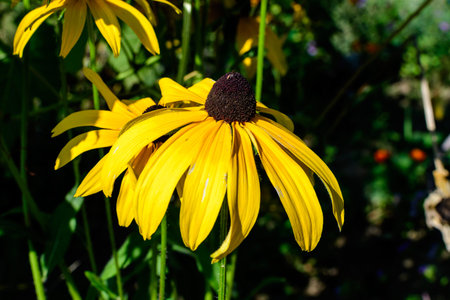 Yellow flowers of Rudbeckia, commonly known as coneflowers or black eyed susans, in a sunny summer...