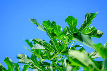 Minimalist monochrome Scottish landscape with fresh rew green fig tree with many fruits, in a garden in a sunny spring day, photographed with soft focusの写真素材
