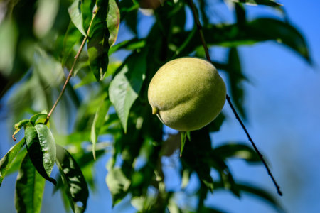 One ripe young fresh green peach and green leaves in a tree orchard in a garden in a sunny summer...