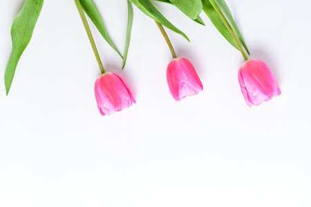 Top view of three small vivid pink tulip flowers and green leaves on a light blue painted wooden table, beautiful indoor floral background photographed with small focusの写真素材