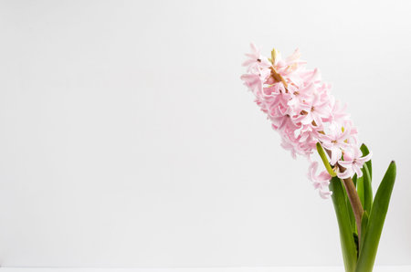 Close up of one delicate light pink Hyacinth or Hyacinthus flowers in full bloom in a garden pot...