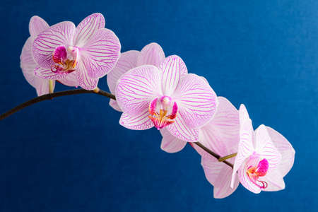Close up of white and vivid pink Phalaenopsis orchid flowers in full bloom isolated on dark blue studio background photographed with soft focusの写真素材