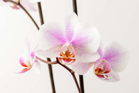 Close up white and vivid pink Phalaenopsis orchid flowers in full bloom isolated on a white wall in a studio backgroundの写真素材