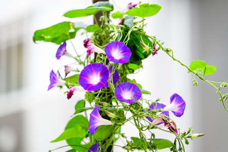 Many delicate vivid blue and purple flowers of morning glory plant in a a garden in a sunny summer garden, outdoor floral background photographed with soft focusの写真素材