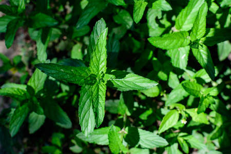 Fresh green peppermint or mentha Ã piperita, also known as Mentha balsamea leaves in direct sunlight, in an organic urban herbs garden, in a sunny summer dayの写真素材