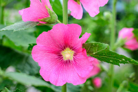 Many delicate pink magenta flowers of Althaea officinalis plant, commonly known as marsh-mallow in a British cottage style garden in a sunny summer day, beautiful outdoor floral backgroundの写真素材