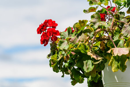 Background of red Pelargonium flowers (commonly known as geraniums, pelargoniums or storksbills) and...