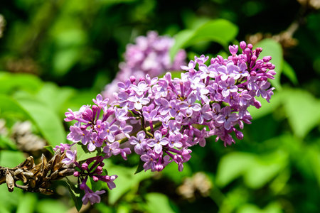 Close up of a group of fresh small blue flowers of Syringa vulgaris (lilac or common lilac) in a...