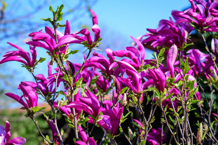 Close up of delicate dark purple pink magnolia flowers in full bloom on a branch in a garden in a...