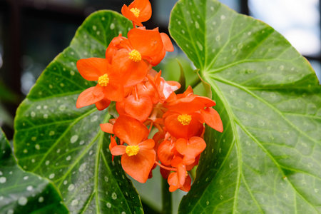 Close up of delicate small orange begonia flowers with fresh green leaves in a pot in a garden in a...
