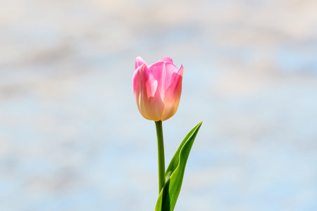 Close up of one delicate light pink tulip in full bloom in a sunny spring garden, toward cloudy sky,...