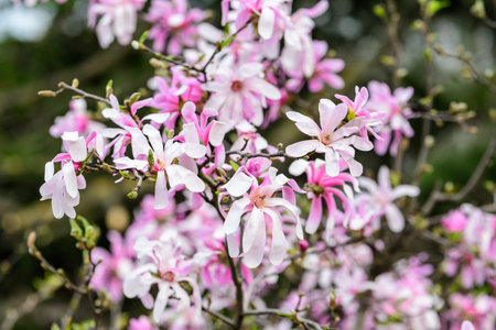 Close up of many delicate white pink magnolia flowers in full bloom on a branch in a garden in a...