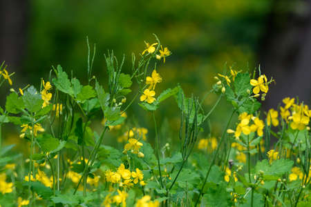 Close up of small yellow flower of Chelidonium majus plant, commonly known as greater celandine, nipplewort, swallowwort, or tetterwort, in a sunny spring garden, beautiful outdoor floral backgroundの写真素材