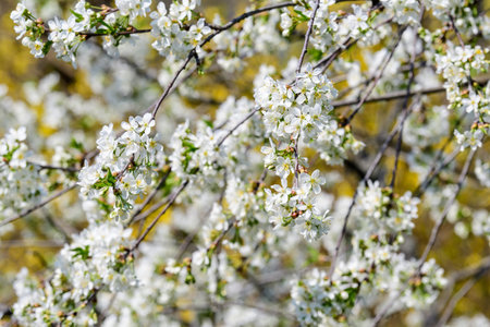 Close up of a branch with white cherry tree flowers in full bloom with blurred background in a garden in a sunny spring day, beautiful Japanese cherry blossoms floral background, sakuraの写真素材