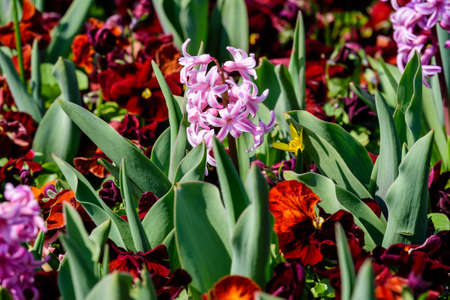 Close up of large pink Hyacinth or Hyacinthus flower and blurred purple red pansies in full bloom in a garden in a sunny spring day, beautiful outdoor floral backgroundの写真素材