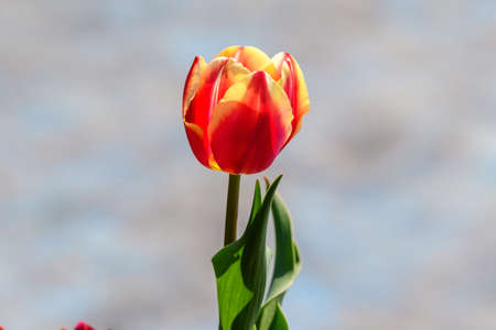 Close up of one large red yellow tulip in full bloom in a sunny spring garden, beautiful outdoor floral backgroundの写真素材