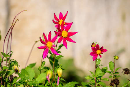 Close up of many beautiful small vivid pink dahlia flower in full bloom on blurred green background, photographed with soft focus in a garden in a sunny summer dayの写真素材