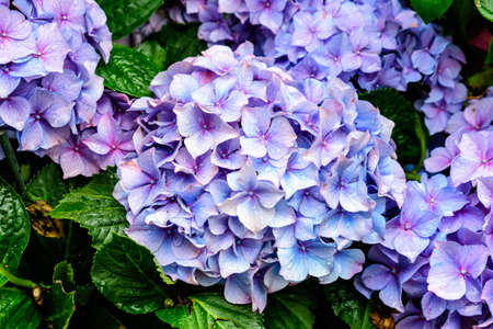Magenta blue hydrangea macrophylla or hortensia shrub in full bloom in a flower pot, with fresh green leaves in the background, in a garden in a sunny summer dayの写真素材