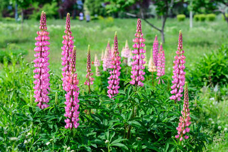 Close up of pink flowers of Lupinus, commonly known as lupin or lupine, in full bloom and green grass in a sunny spring garden, beautiful outdoor floral background photographed with soft focusの写真素材