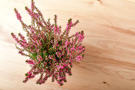 Top view of Calluna vulgaris plant with many fresh pink flowers and green leaves in a garden pot on a light brown table, with space around for text, beautiful indoor floral background photographの写真素材