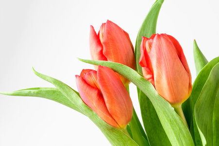 Side view of three small vivid red tulip flowers and green leaves isolated on white studio paper,...