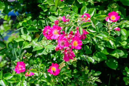 Large green bush with fresh vivid pink roses and green leaves in a garden in a sunny summer day, beautiful outdoor floral background photographed with soft focusの写真素材