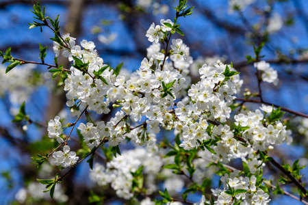 Close up of a branch with white cherry tree flowers in full bloom with blurred background in a garden in a sunny spring day, beautiful Japanese cherry blossoms floral background, sakuraの写真素材