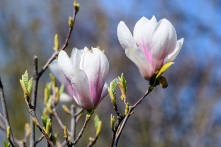 Close up of two delicate white pink magnolia flowers in full bloom on a branch in a garden in a sunny spring day, beautiful outdoor floral backgroundの写真素材