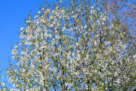 Many delicate white magnolia flowers in full bloom on tree branches towards a cloudy sky, in a garden in a sunny spring day, beautiful outdoor floral backgroundの写真素材