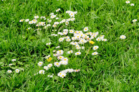 Side view of large group of Daisies or Bellis perennis white and pink flowers in direct sunlight, in a sunny spring garden, beautiful outdoor floral backgroundの写真素材