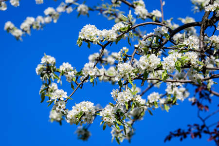 Large branch with white pear tree flowers in full bloom and clear blue sky in a garden in a sunny spring day, beautiful Japanese trees blossoms floral background, sakuraの写真素材