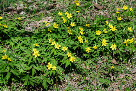 Close up of delicate yellow flowers of Ranunculus repens plant commonly known as 
the creeping buttercup, creeping crowfoot or sitfast, in a garden in a sunny spring day, floral outdoor backgroundの写真素材